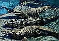 beppu2-005_thumb.png