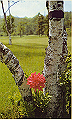 karuizawa02_thumb.png