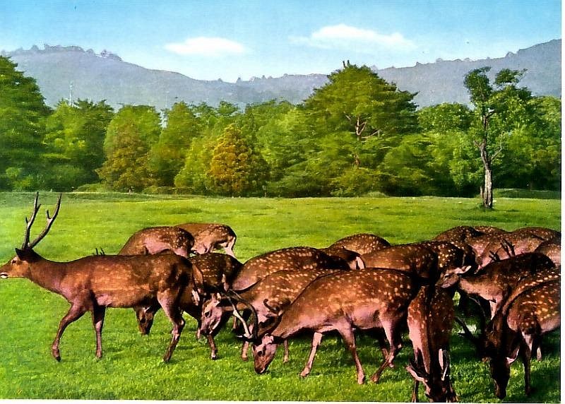 nara06.jpg