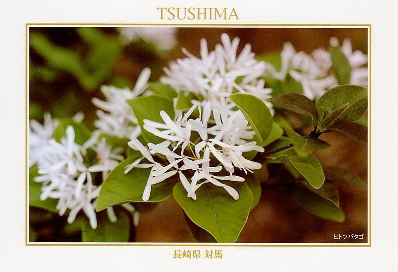 tsushima-04.jpg