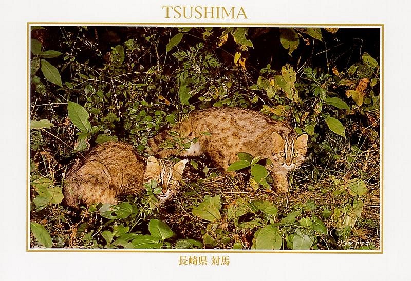 tsushima-05.jpg