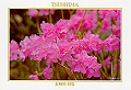 tsushima-08_thumb.png