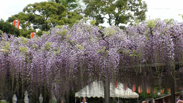 高円寺のフジ
