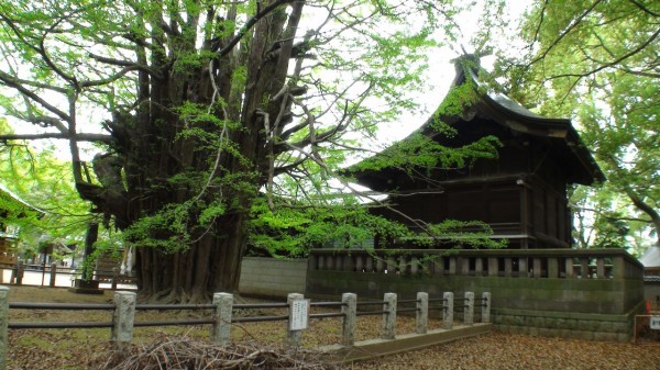 葛飾神社