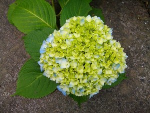 5月31日