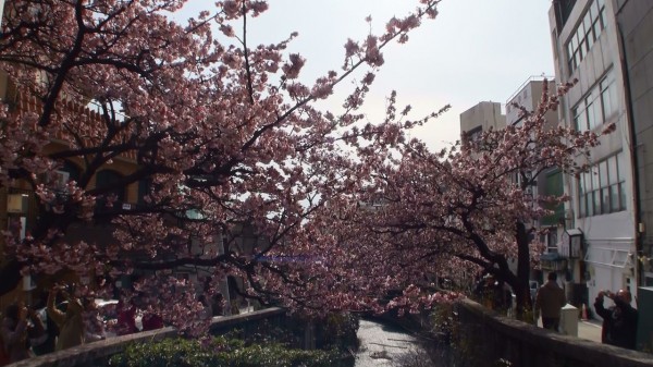 糸川沿いの熱海桜