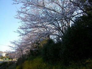 PENTAX DIGITAL CAMERA