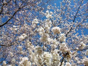 PENTAX DIGITAL CAMERA
