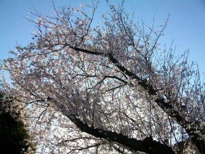 PENTAX DIGITAL CAMERA