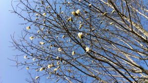 rps20130316_124025_928.jpg