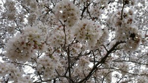rps20130329_092507_995.jpg