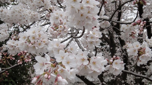 2013年の桜