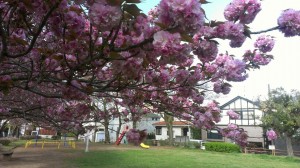 rps20130409_083306_203.jpg