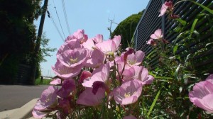 道端の花