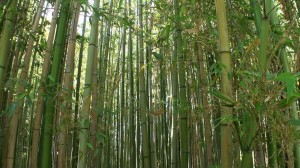 竹林