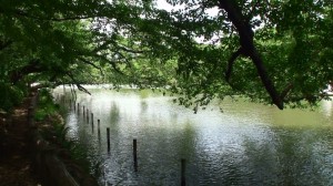 井の頭池