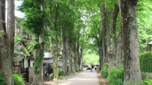 成蹊大学けやき並木