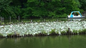 善福寺公園