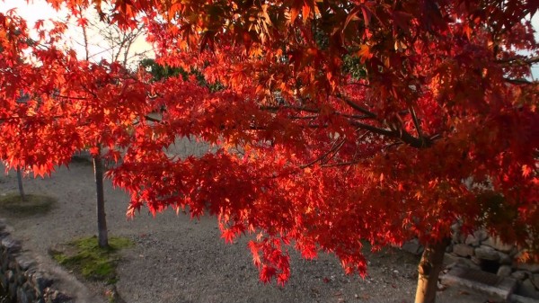 紅葉