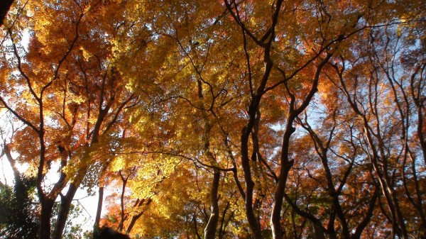 紅葉