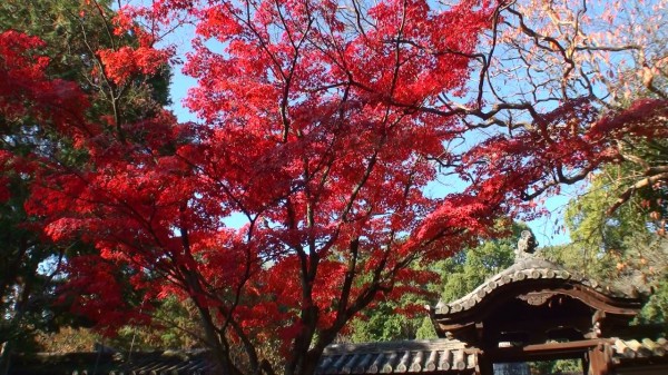 唐招提寺