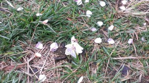 rps20140403_080126_802.jpg