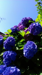 rps20140613_101033_473.jpg