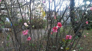 rps20141121_110934_486.jpg