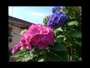 rps20150601_084536_402.jpg
